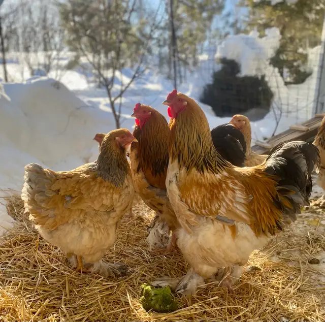 Buff Brahma hatching eggs - Photo 2