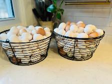 Hatching Eggs - Photo 2