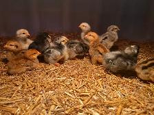 Hatching Eggs - Photo 3