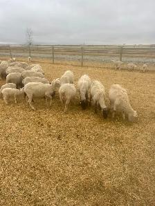 Suffolk ewes