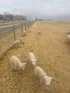 Suffolk ewes - Photo 2