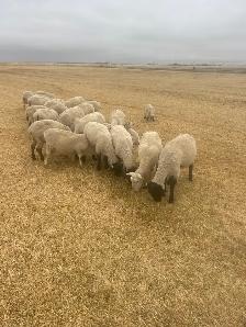 Suffolk ewes - Photo 3