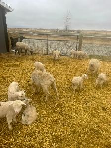 Suffolk ewes - Photo 4