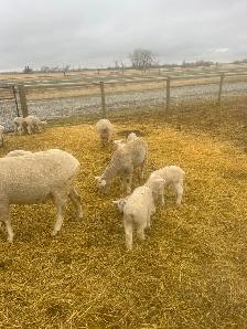 Suffolk ewes - Photo 5