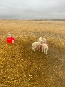 Suffolk ewes - Photo 6