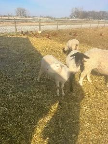 Suffolk ewes - Photo 7