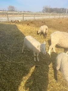 Suffolk ewes - Photo 8