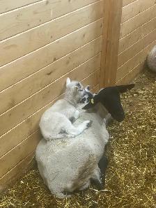 Suffolk ewes - Photo 9