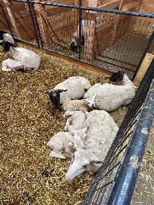 Suffolk ewes - Photo 10