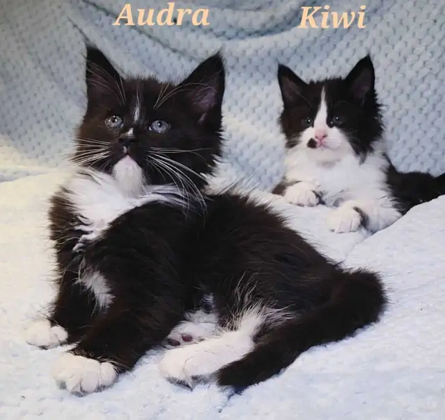 Maine Coon Kittens For Sale