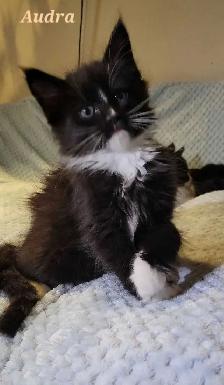 Maine Coon Kittens For Sale - Photo 2