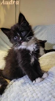 Maine Coon Kittens For Sale - Photo 3
