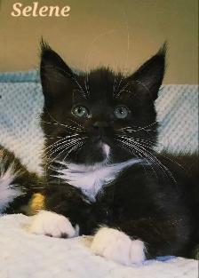 Maine Coon Kittens For Sale - Photo 4