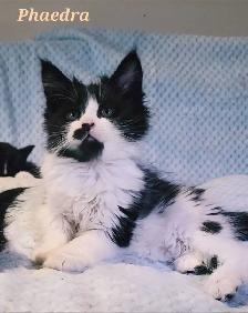 Maine Coon Kittens For Sale - Photo 5