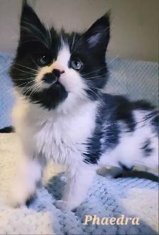 Maine Coon Kittens For Sale - Photo 6