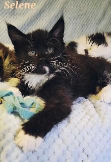 Maine Coon Kittens For Sale - Photo 7