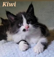 Maine Coon Kittens For Sale - Photo 8