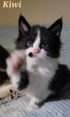 Maine Coon Kittens For Sale - Photo 9