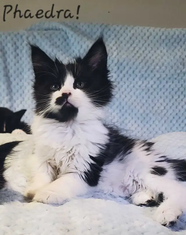 Maine Coon Kittens Ready for their Forever homes!