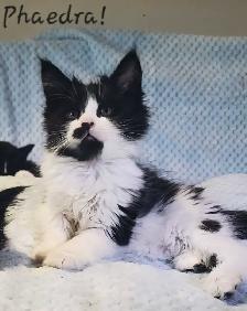 Maine Coon Kittens Ready for their Forever homes!