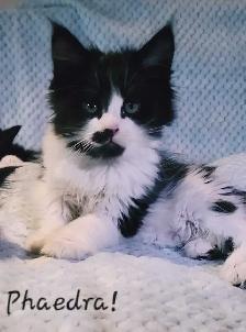 Maine Coon Kittens Ready for their Forever homes! - Photo 2