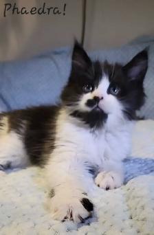 Maine Coon Kittens Ready for their Forever homes! - Photo 3