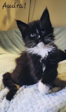 Maine Coon Kittens Ready for their Forever homes! - Photo 4
