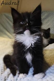 Maine Coon Kittens Ready for their Forever homes! - Photo 5