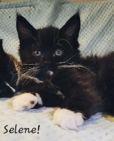 Maine Coon Kittens Ready for their Forever homes! - Photo 6