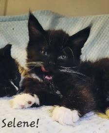 Maine Coon Kittens Ready for their Forever homes! - Photo 7