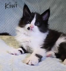 Maine Coon Kittens Ready for their Forever homes! - Photo 8