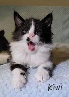 Maine Coon Kittens Ready for their Forever homes! - Photo 9
