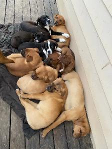 French mastiff crossed with blue heeler