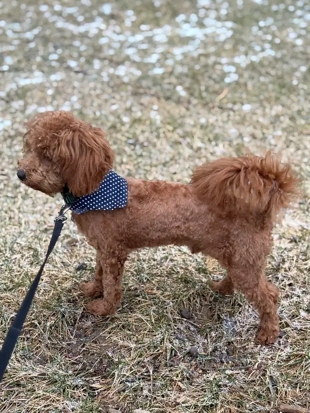 Shih-poo - Photo 2