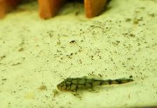 wabenmuster bristlenose plecos 1.25'-1.5' - Photo 2
