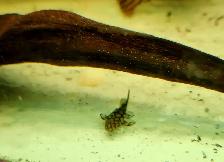 wabenmuster bristlenose plecos 1.25'-1.5' - Photo 3