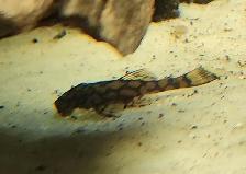 wabenmuster bristlenose plecos 1.25'-1.5' - Photo 4