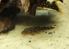 wabenmuster bristlenose plecos 1.25'-1.5' - Photo 5