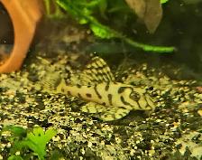 Cichlids, plecos, community fish & more (see list below)