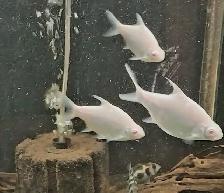 Cichlids, plecos, community fish & more (see list below) - Photo 2