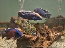 Cichlids, plecos, community fish & more (see list below) - Photo 5
