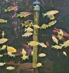 Cichlids, plecos, community fish & more (see list below) - Photo 7