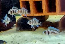 Cichlids, plecos, community fish & more (see list below) - Photo 9