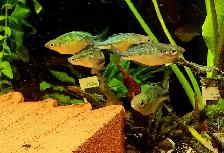Cichlids, plecos, community fish & more (see list below) - Photo 10