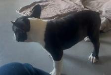 Frenchton female! - Photo 2