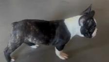 Frenchton female! - Photo 3