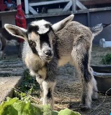GOAT RENTAL GOAT RENT GTA $500 - Pickering