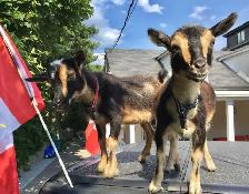GOAT RENTAL GOAT RENT GTA $500 - Pickering - Photo 2