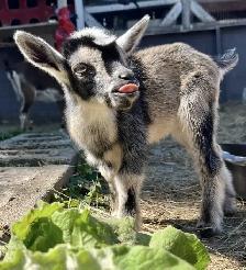 GOAT RENTAL GOAT RENT GTA $500 - Pickering - Photo 4