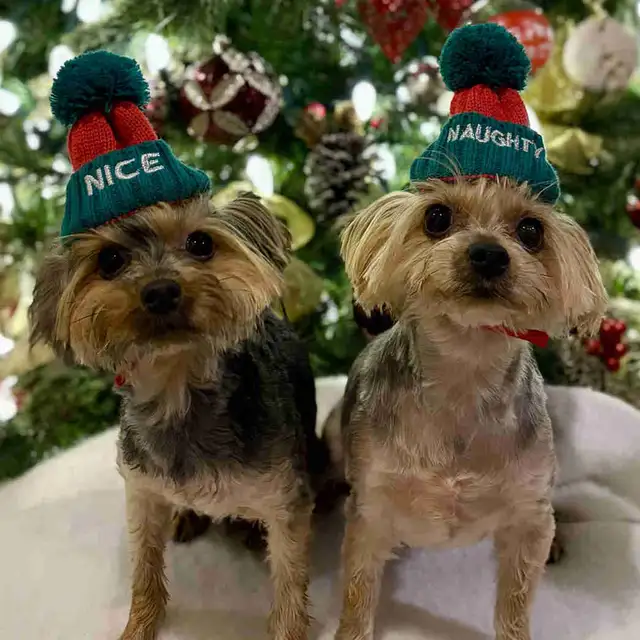 Toy Yorkie Yorkshire Terrier Puppies